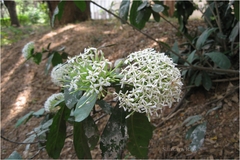 Ixora finlaysoniana